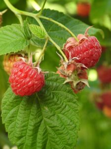 raspberry, raspberry fruit, fruit, dessert, nature, red, summer, food, fresh, health, delicious, garden