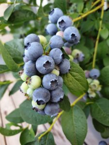 blueberry, blueberries, fruit, food, healthy, fresh, berry, blue, blueberry, blueberries, blueberries, blueberries, blueberries, blueberries
