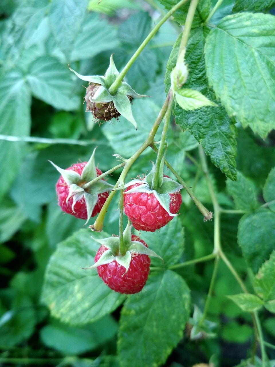 raspberry, raspberries, nature, fruit, berries, bush, summer, red, vitamins, jagoda, food, fresh, ripe, healthy, bio